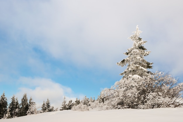 sonnige Winterlandschaft von Schneeverwehungen auf dem Hintergrund eines schlanken Nadelwaldes