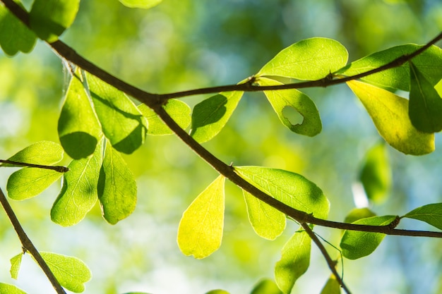 Sonniger abstrakter grüner Naturhintergrund, selektiver Fokus