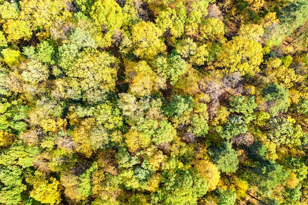 Sonniger bunter Herbstwald als Naturhintergrund. Luftbild der Drohne.