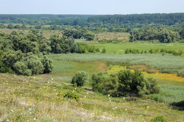 Sonniger Frühlingsmorgen auf Wiese mit Bäumen