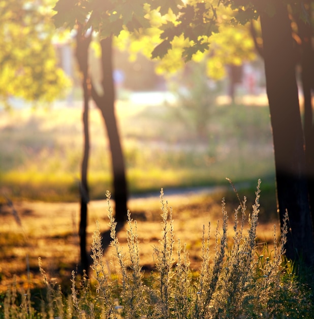 Sonniger Garten