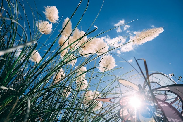 Sonniger Garten