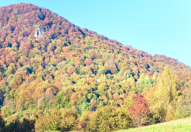 Sonniger Herbstbergwald (am Berghang). (Karpaten, Ukraine).