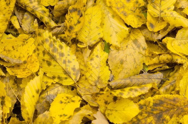 Sonniger Herbsthintergrund. Bunte schöne Herbstlaubbeschaffenheit.