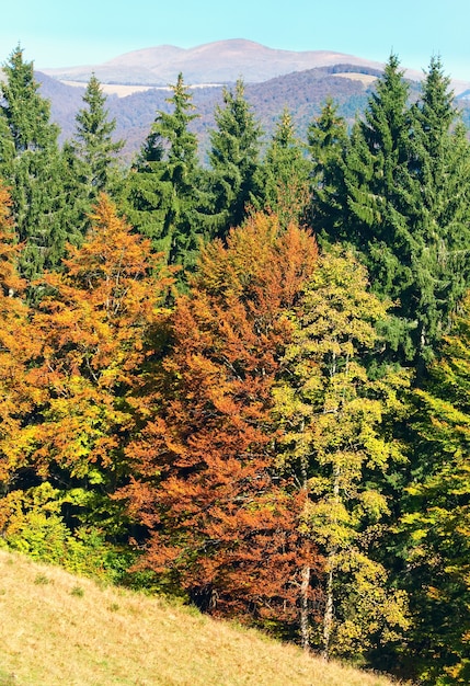 Sonniger herbstlicher Bergwald am Berghang (Karpaten, Ukraine)