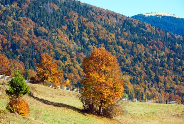 Sonniger herbstlicher Bergwald (am Berghang)