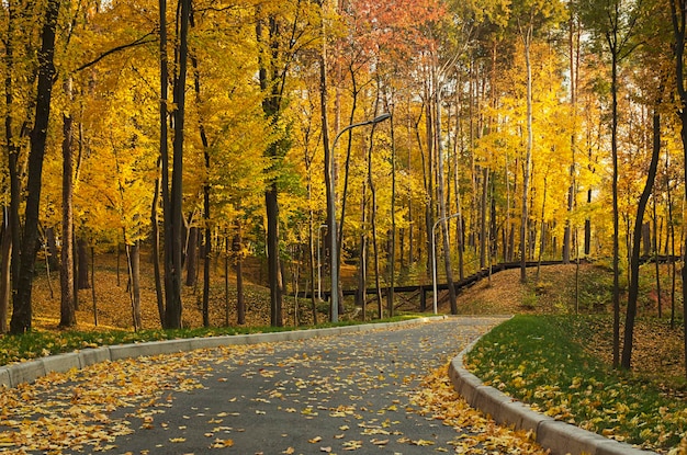 Sonniger Herbstpark