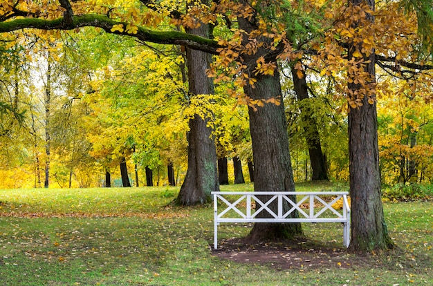 Sonniger Herbststadtpark und leere Bank