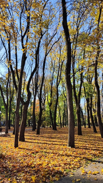 Sonniger Herbsttag im Park