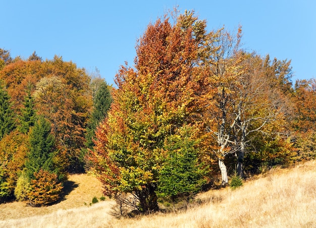 Sonniger Herbstwald am Berghang (Karpaten, Ukraine)