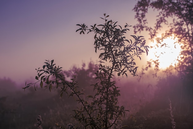 Sonniger Hintergrund der Weinlese