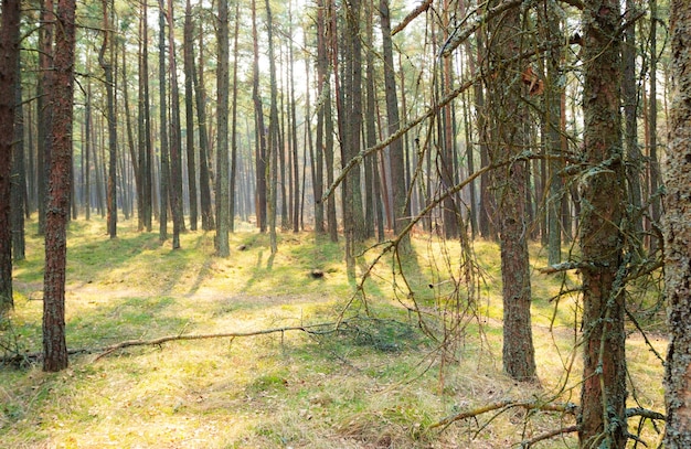 Sonniger Kiefernwald an der Kurischen Nehrung