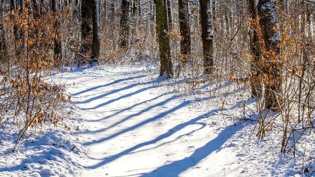 Sonniger Morgen im Winterwald. Winter im Wald