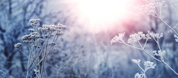 Sonniger Morgen in einem Winterwald mit frostbedeckten Pflanzen