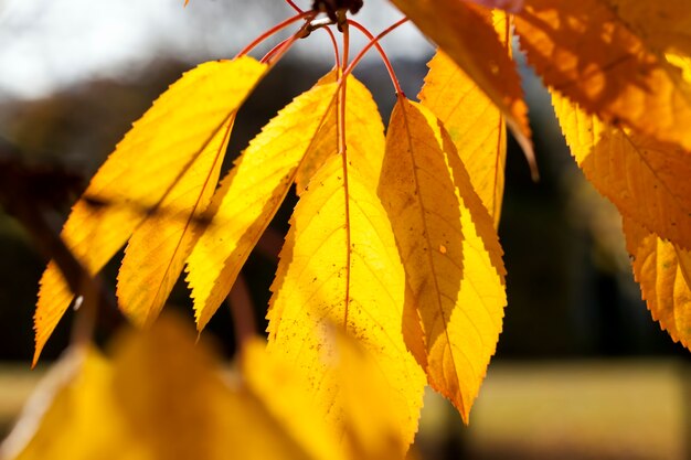 Sonniger oder bewölkter Herbst mit Bäumen, die die Farbe des Laubes ändern