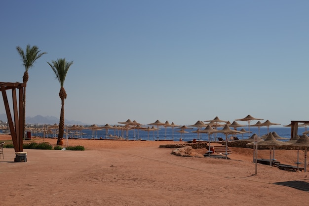 Sonniger Resortstrand mit Palme am Küstenufer des Roten Meeres