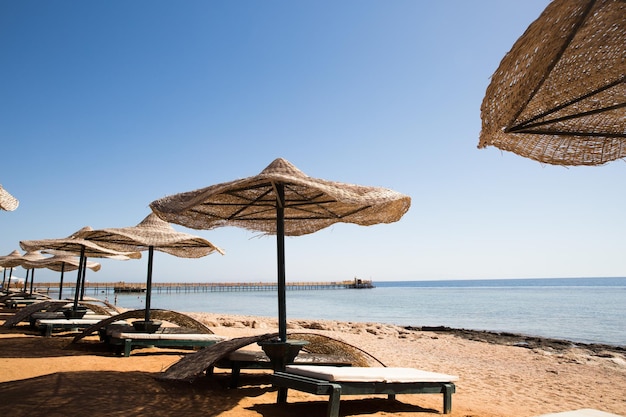 Sonniger Resortstrand mit Palme am Küstenufer des Roten Meeres