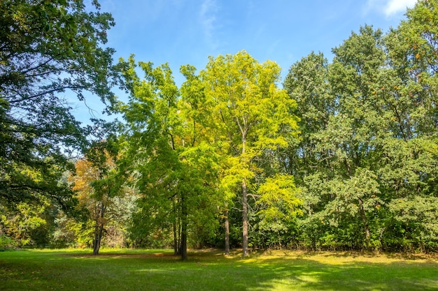 Sonniger Sommerpark in der Ukraine