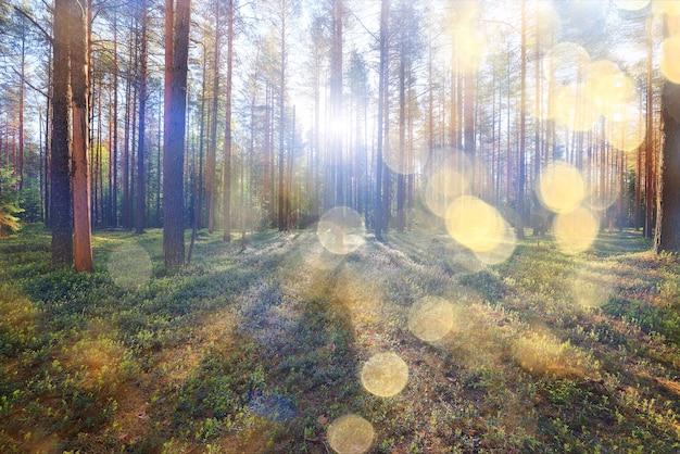 sonniger Sommertag im grünen Park, schöner Landschaftsbaumhintergrund