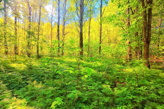 sonniger Sommertag im grünen Park, schöner Landschaftsbaumhintergrund