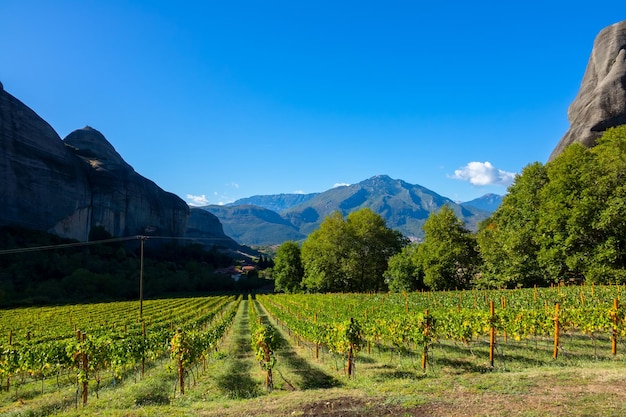 Sonniger Sommertag in den Felsen des griechischen Kalambaka. Kleiner Weinberg des Felsenklosters Meteora