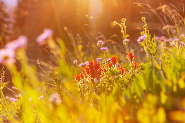 Sonniger Tag auf der Blumenwiese. Schön natürlich.