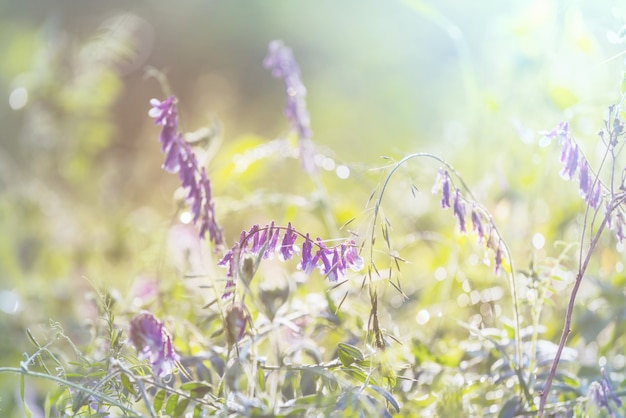 Sonniger Tag auf der Blumenwiese. Schöner natürlicher Hintergrund.