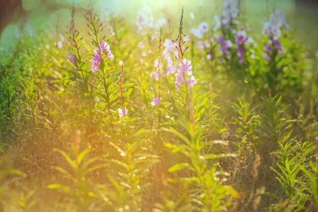 Sonniger Tag auf der Blumenwiese. Schöner natürlicher Hintergrund.