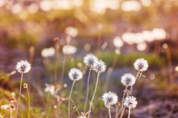 Sonniger Tag auf der Blumenwiese.