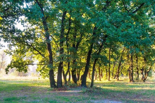 Sonniger Tag auf der Wiese