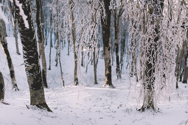 Sonniger Tag im verschneiten Wald