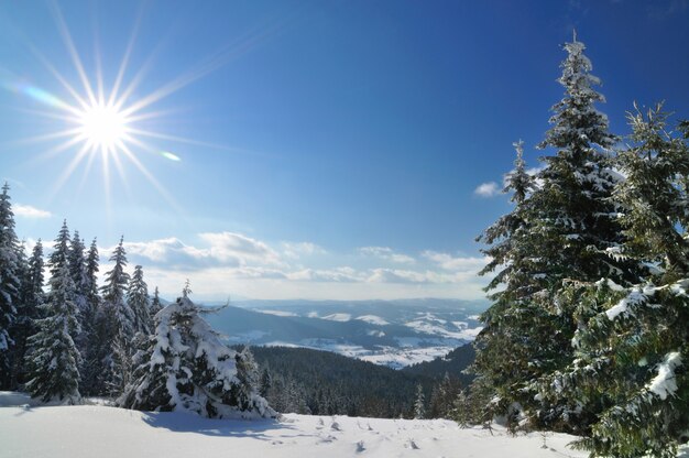 Sonniger Tag im Winterwald