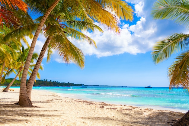 sonniger tropischer karibischer Paradiesstrand mit weißem Sand und Palmen