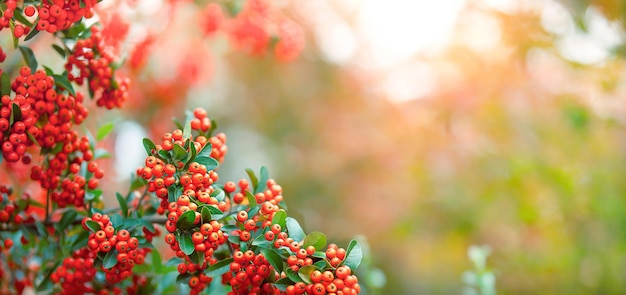 Sonniger unscharfer Hintergrund mit Eberesche