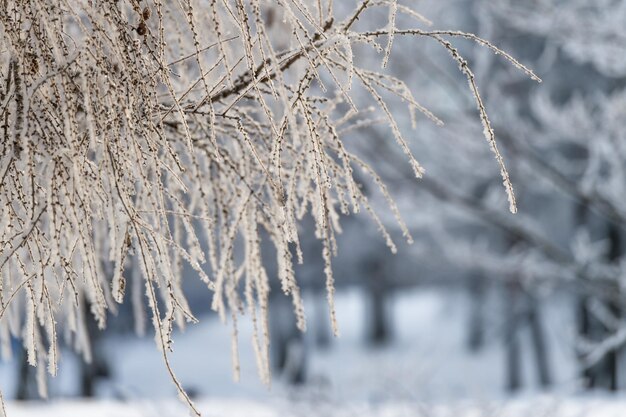 Foto sonniger wintertag im park und bäume im schnee