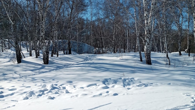 Sonniger Winterwald Birken im Schnee