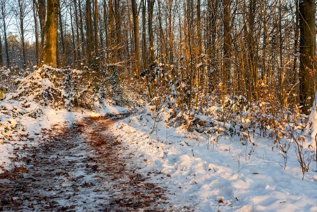 sonniger Winterwald mit Fußweg