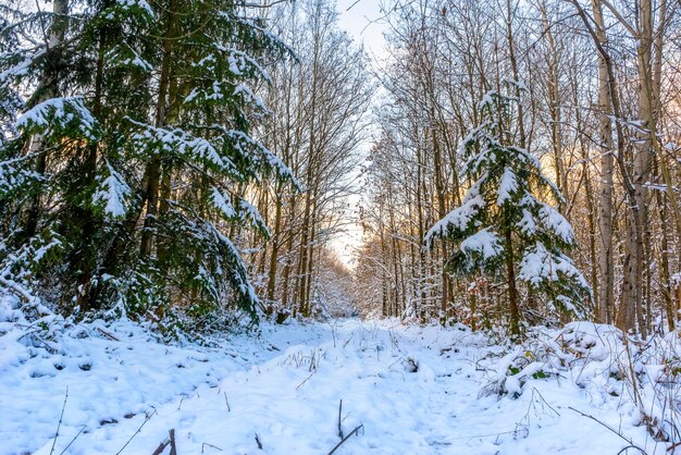 sonniger Winterwald