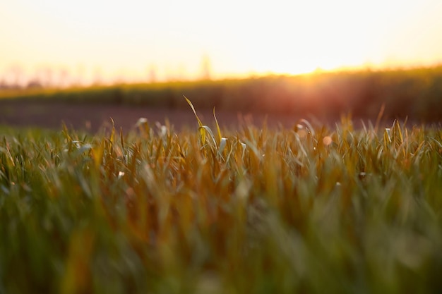 Sonniges Rapsfeld bei Sonnenuntergang Bio Plant Natürlicher Hintergrund Foto in hoher Qualität