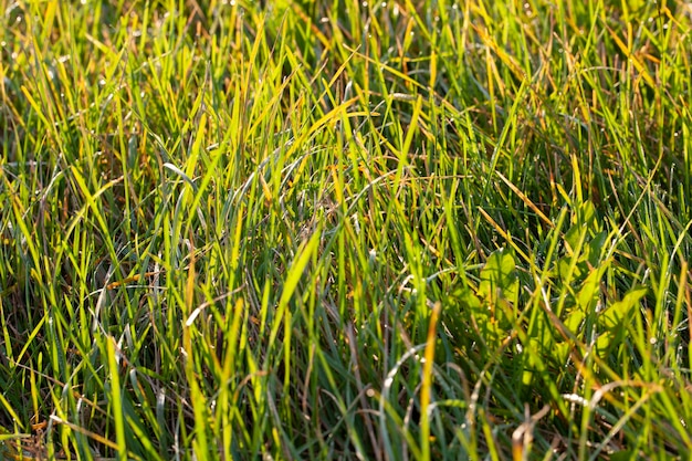 Sonniges Wetter im Frühling in der Natur mit grünen Pflanzen und Gras