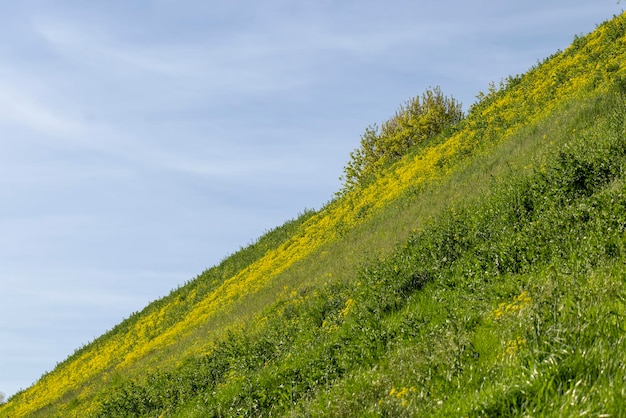 Sonniges Wetter im Frühling in der Natur mit grünen Pflanzen und Gras