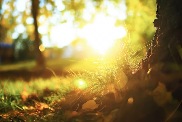 Sonniges Wetter im Herbstpark