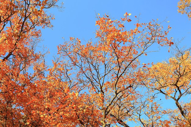 Sonniges Wetter im Herbstpark