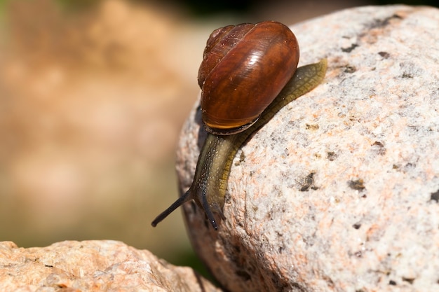 Sonniges Wetter im Sommer oder Frühling und Traubenschnecke, die auf ihrem Territorium kriecht, gemeine Wildschnecke, die auf Felsen kriecht und vom Sonnenlicht beleuchtet wird