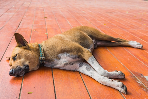 Sono de cachorro tailandês sem abrigo tailandês no chão