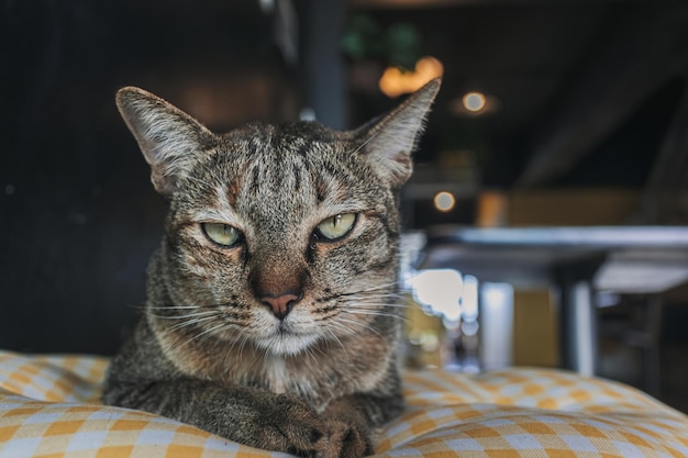 Sonolento e infeliz, close-up, rosto de gato descansando em um travesseiro