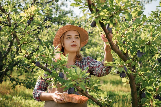 Sonriente agricultora trabajadora recogiendo ciruelas maduras frescas en el jardín del huerto durante la cosecha de otoño Tiempo de cosecha