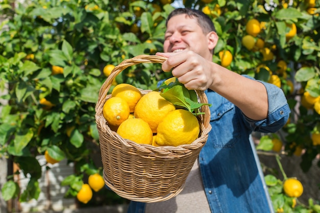 Sonriente joven agricultor cosechar recogiendo limones en el huerto