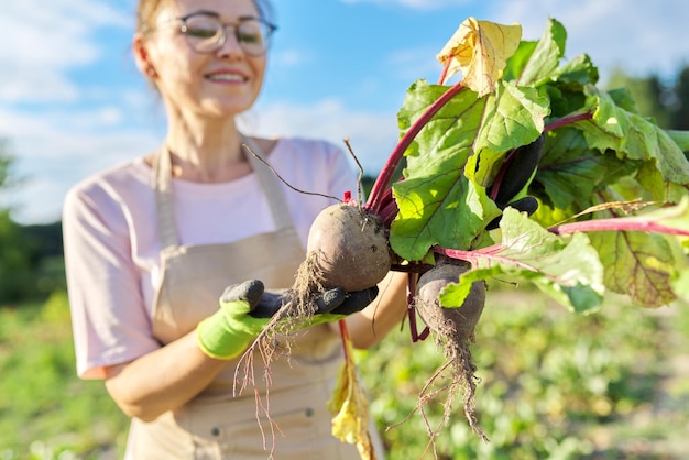 Sonriente mujer jardinera agricultora en delantal con remolacha fresca desenterrada. Jardín de verduras en el patio trasero, cultivo de verduras orgánicas naturales, hobby y ocio, concepto de comida saludable