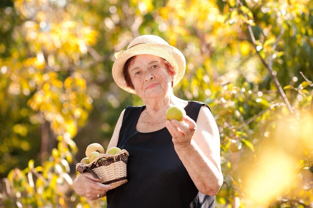 Sonriente mujer senior cosechando sosteniendo la cesta con manzanas